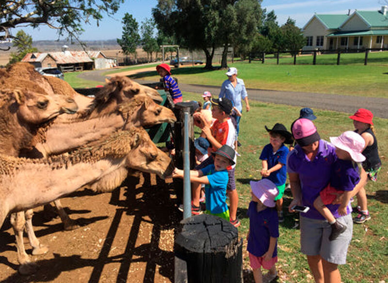 Visit a camel farm in the Upper Hunter