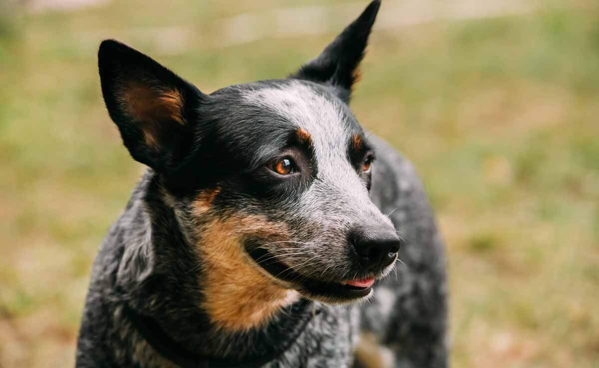 The Great Cattle Dog Muster Upper Hunter Events & Festivals